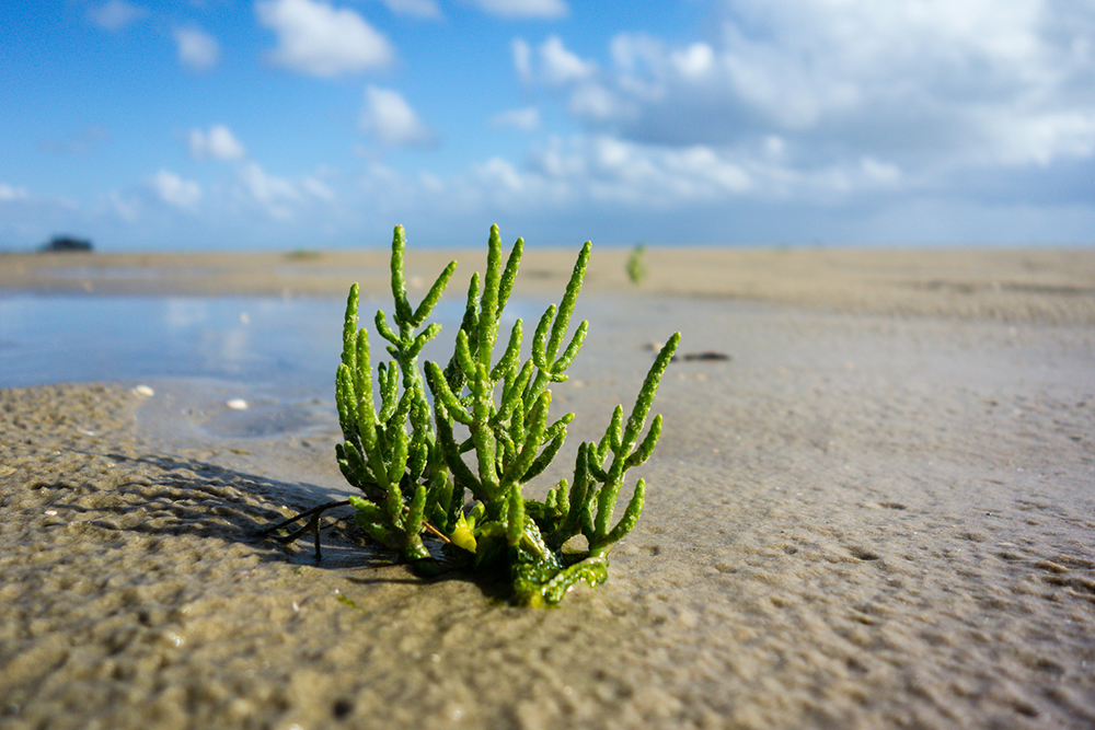 Green halophyte plant growing on wet sandy beach during low tide under a blue sky