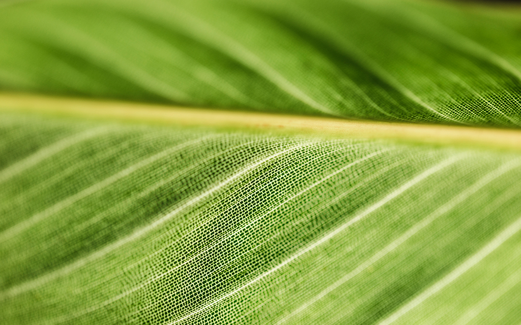 Close up of filaments in a green leaf.