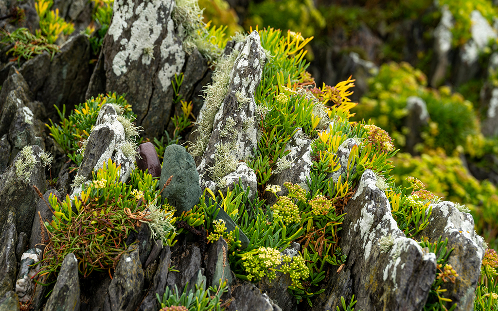 Colony of halophyte plants on a salty-stone ground.  